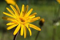 Arnica sport bad - thumbnail