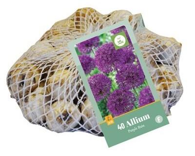 Bloembollen Allium Purple Rain 40st