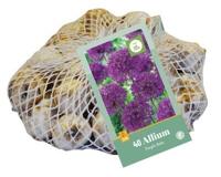 Bloembollen Allium Purple Rain 40st - thumbnail