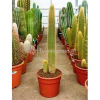 Vatricania cactus guentheri L kamerplant - thumbnail