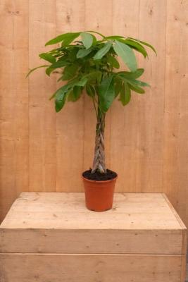 Geldboom Pachira Aquatica potmaat 22 cm H80-100 cm kamerplant Warentuin Natuurlijk - Warentuin natuurlijk