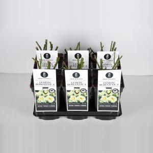 Trosroos (rosa "Lemon Romantica"®) - C3 - 1 stuks