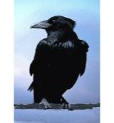 Animal Essences Crow (kraai) 30 Milliliter