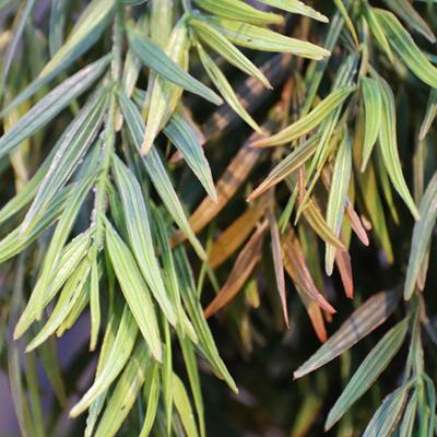 Asparagus Sprengeri kunst hangplant 60cm