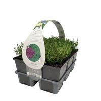 Thymus vulg. 'Compacta' - Echte tijm - thumbnail