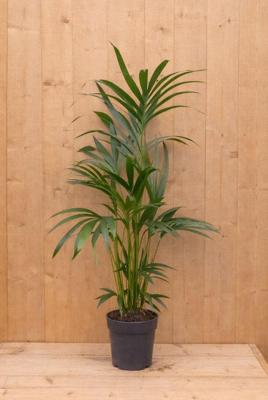 Kentiapalm Howea Forsteriana kamerplant potmaat 19 cm H80-100 cm Warentuin Natuurlijk - Warentuin natuurlijk