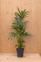 Kentiapalm Howea Forsteriana kamerplant potmaat 19 cm H80-100 cm Warentuin Natuurlijk - Warentuin natuurlijk - thumbnail
