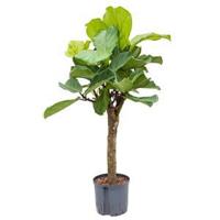 Ficus lyrata stam S hydrocultuur plant - thumbnail