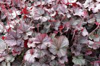 Purperklokje - thumbnail