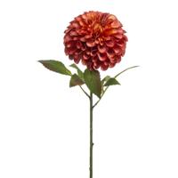 Dahlia Pompon - thumbnail
