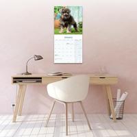 Miniatuur Schnauzer Kalender 2026 - thumbnail