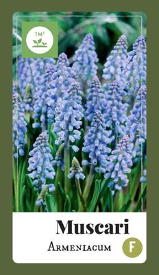 Muscari armeniacum bloembollen 100 bollen Druifhyacint JUB - Jub