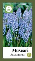 Muscari armeniacum bloembollen 100 bollen Druifhyacint JUB - Jub - thumbnail