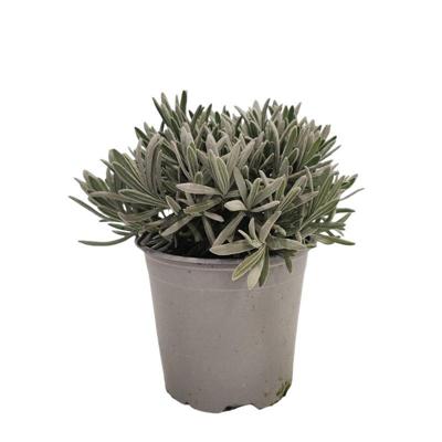Lavendel Lavandula I kruidenplant Warentuin Natuurlijk - Warentuin natuurlijk