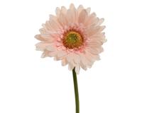 Decoris Kunstbloem gerbera h50cm roze - thumbnail