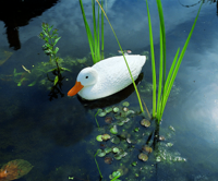 Ubbink Vijverdecoratie eend wt - thumbnail