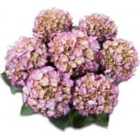 Hydrangea Macrophylla Classic® "Adula Blue"® boerenhortensia - thumbnail