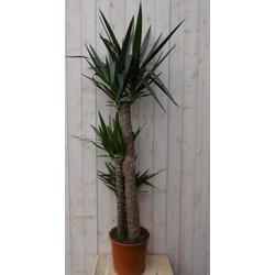 Palmlelie Yucca Elephantipes potmaat 26 cm H140-160 cm 3 stammen kamerplant Warentuin Natuurlijk - Warentuin natuurlijk