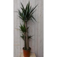 Palmlelie Yucca Elephantipes potmaat 26 cm H140-160 cm 3 stammen kamerplant Warentuin Natuurlijk - Warentuin natuurlijk - thumbnail