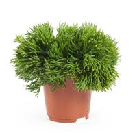 Rhipsalis Burchelli (Easy Care) - P 17 cm - thumbnail