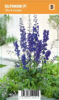 V.I.P.S. Delphinium (P) ''Black Knight'' - Ridderspoor (P9)