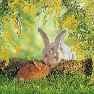 Konijnen Kalender 2026