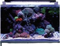 Reef 160 aquarium Blue Marine Aquadistri - Aquadistri - thumbnail