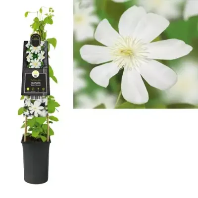 Witte bosrank (Clematis "Wada's Primrose") klimplant