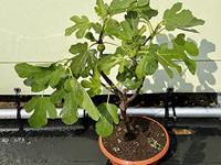 Vijgenboom - Brown Turkey - thumbnail