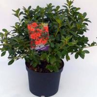 Rododendron (Rhododendron Japonica "Signalgluhen") heester - thumbnail