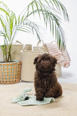 Beeztees Puppy knuffel wuggie groen 31x31cm