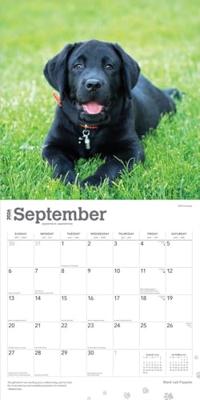 Labrador Retriever Zwart Puppies Kalender 2026
