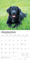 Labrador Retriever Zwart Puppies Kalender 2026 - thumbnail