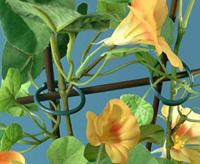 Meister Ringbinders 26Mm 35 St - WU9970700 - thumbnail