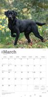 Labrador Retriever Zwart Kalender 2026 - thumbnail