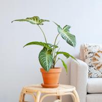 Xanthosoma Lindenii - P14 - thumbnail