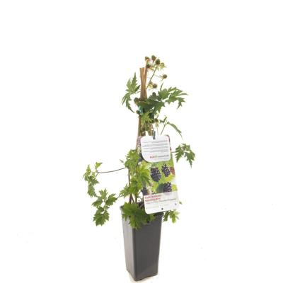 Braam Rubus fruticosus Thornless Evergre - Zoete braam Braam Rubus fruticosus Thornless Evergre - Zoete braam