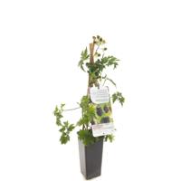 Braam Rubus fruticosus Thornless Evergre - Zoete braam - thumbnail