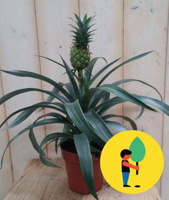 Ananasplant Warentuin Natuurlijk - Warentuin natuurlijk
