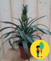 Ananasplant Warentuin Natuurlijk - Warentuin natuurlijk - thumbnail