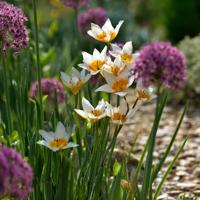 Dry garden 35 bloembollen - thumbnail