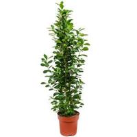 Ficus moclame L kamerplant - thumbnail