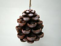 Vogelvoeder Dennenappel - thumbnail