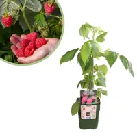 Rubus Idaeus Twotimer Sugana Red - Frambozenplant - P13 - thumbnail