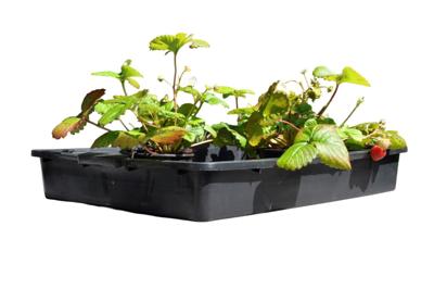 3 stuks! Container 15 L - Royal well