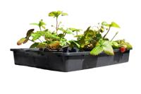 3 stuks! Container 15 L - Royal well - thumbnail