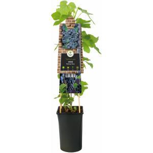 Druif (blauw) (Vitis "Boskoop Glory") klimplant Druif (blauw) (Vitis "Boskoop Glory") klimplant