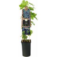 Druif (blauw) (Vitis "Boskoop Glory") klimplant - thumbnail