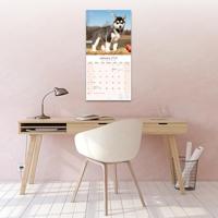 Siberian Husky Kalender 2026 - thumbnail