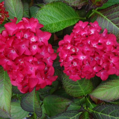 Kleinblijvende Hortensia